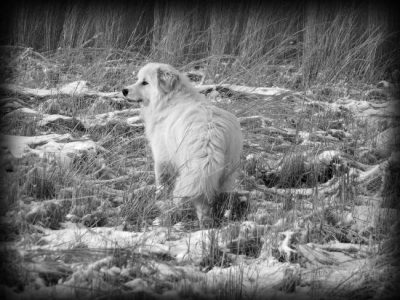 Wordless Wednesday: Our Pyrenees Image